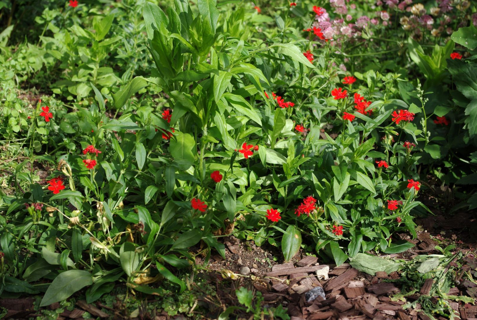 Pieniä punaisia kukkia palavarakkaudessa