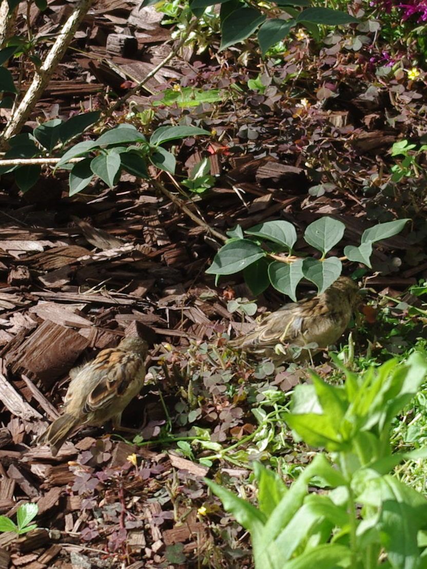 Kaksi varpusta etsii ruokaa kasvien seasta