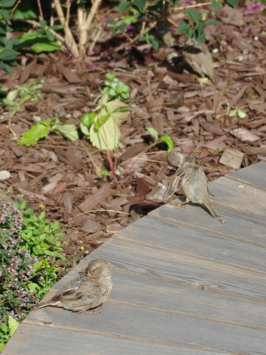 Kaksi varpusta korjailee höyheniään puupenkillä