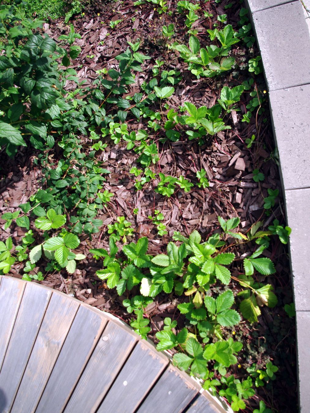 Runsaasti pieniä ahomansikoita.