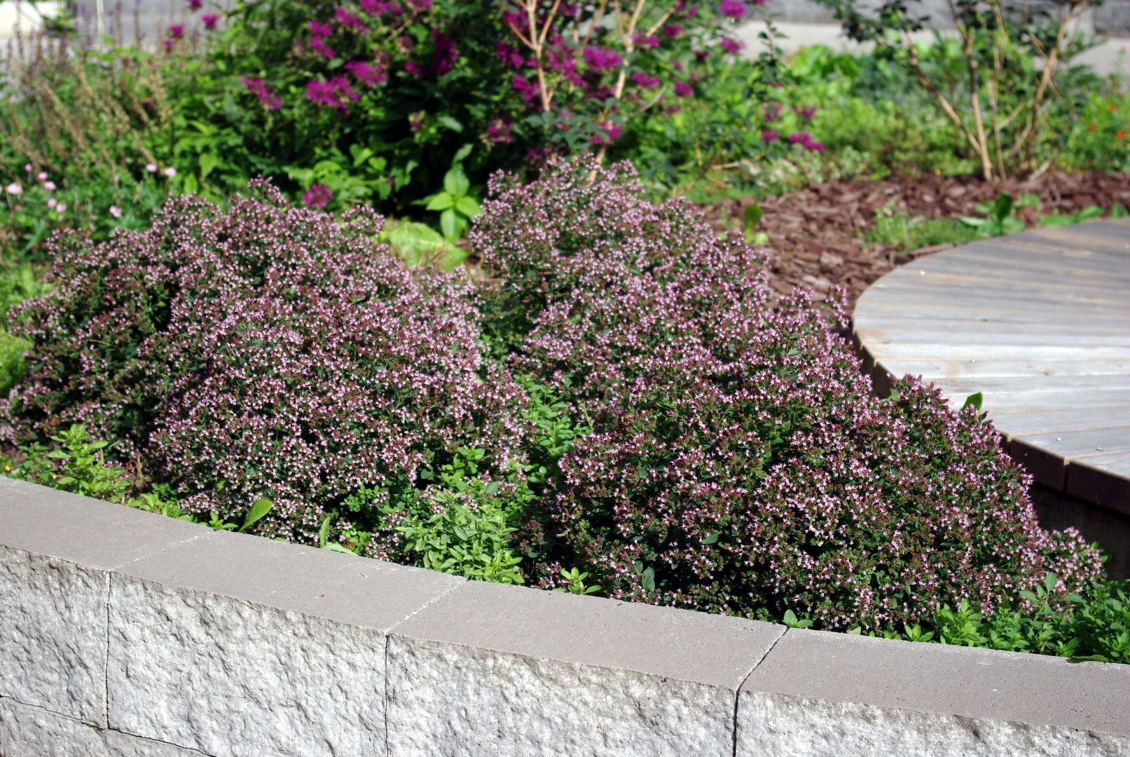 Isoja kukkivia oreganomättäitä