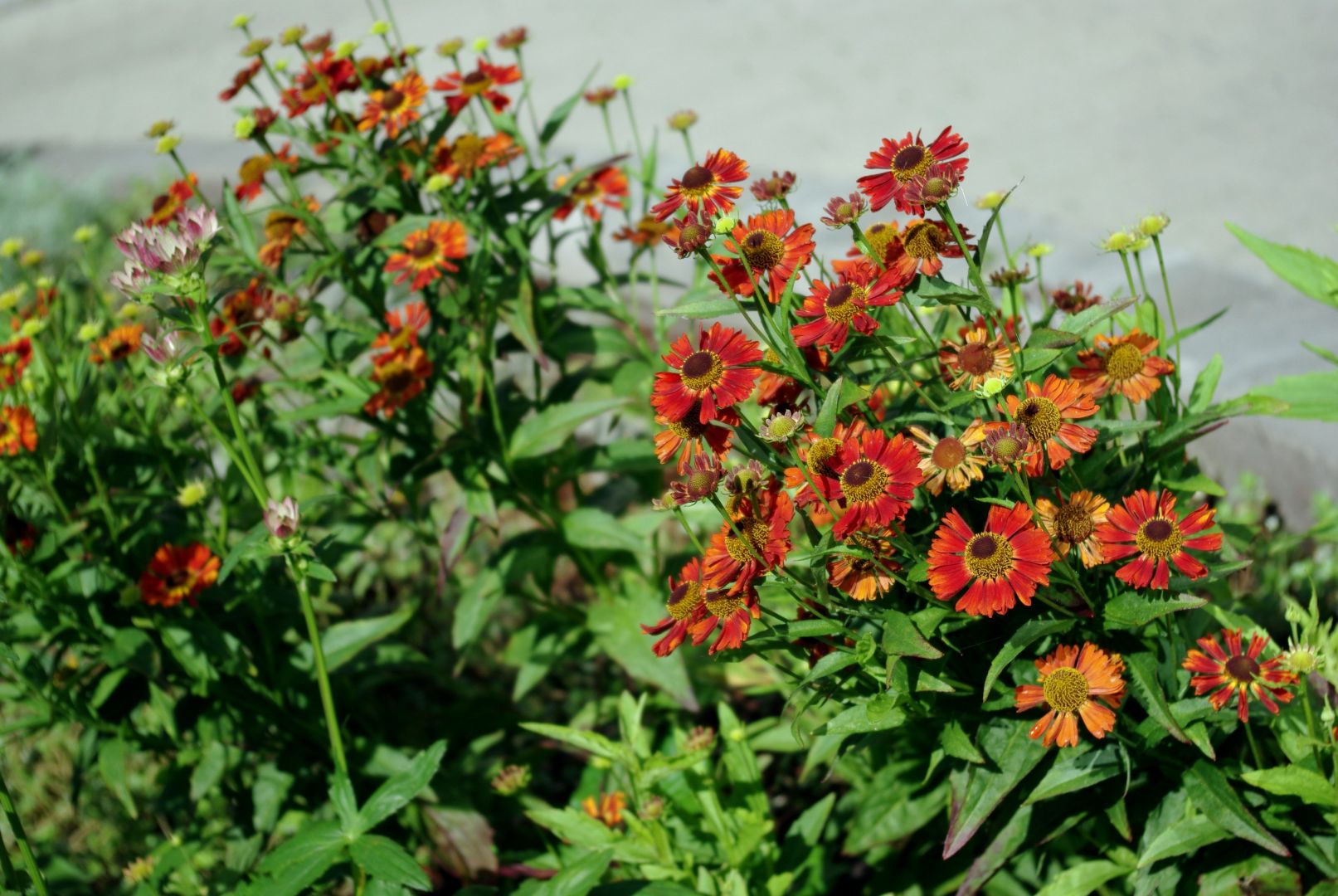 Punaisena kukkivia syyshohdekukkia