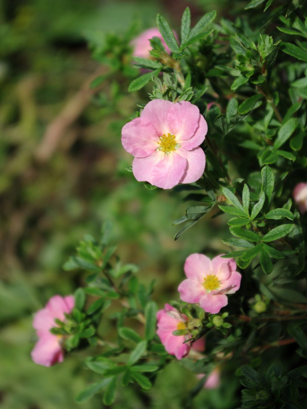 Vaaleanpunaisia pensashanhikin kukkia
