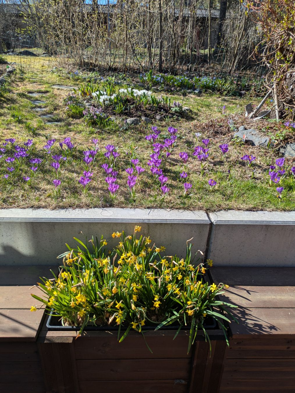 Kotipihan auringonpaisteessa. Runsaasti violetteja krookuksia, jokunen valkoinen kun. Kiurunkannuksia. Skilloja. Tulppaanit tuloillaan. Hieman jo lopussa olevia kevät narsisseja