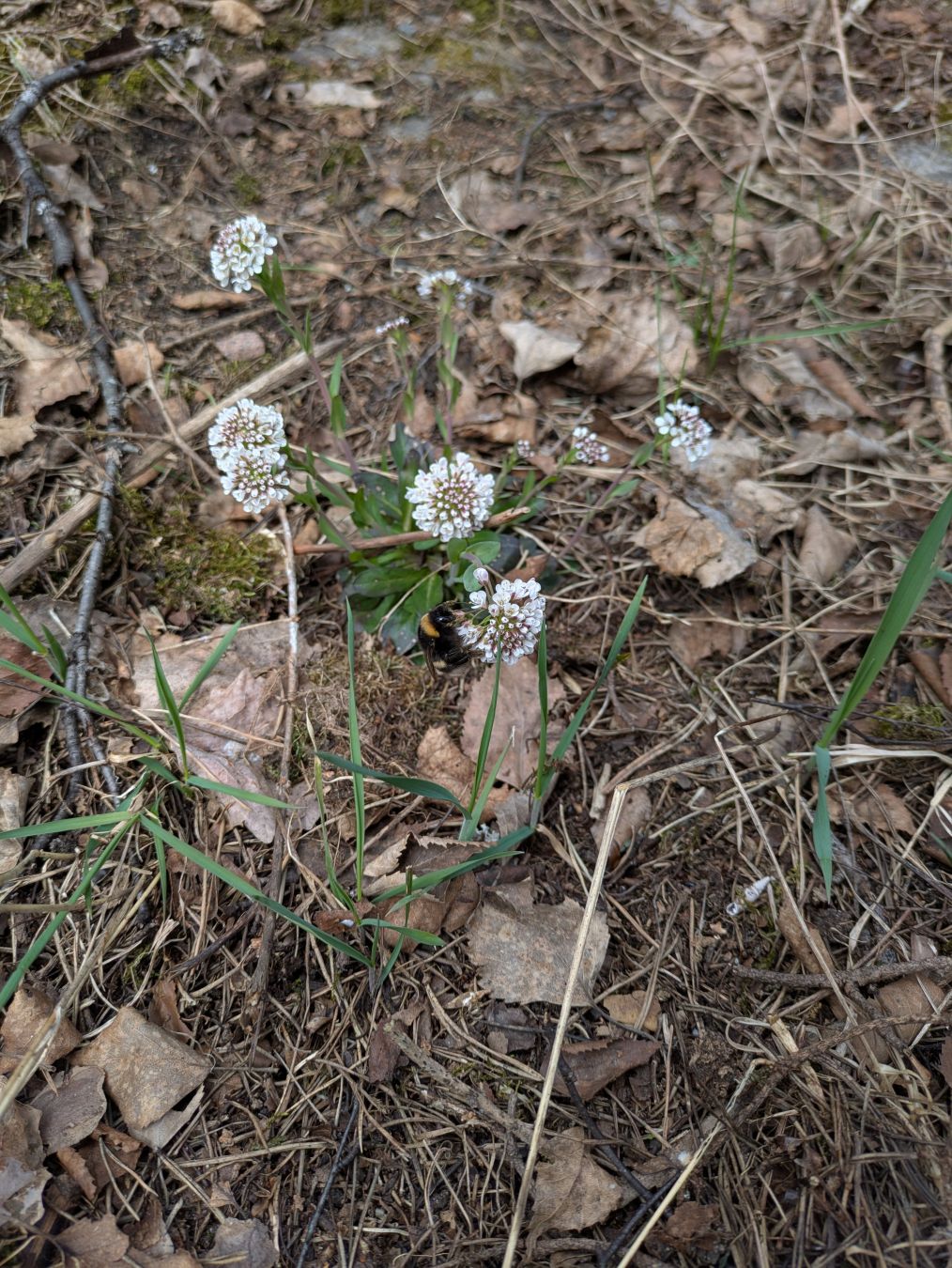 Syksyn lehtien ja neulasten peitteisellä kalliolla kukkiva hennon vaatimattoman näköinen kevättaskuruoho, jossa kymmenisen osin jo auenneita valkeita kukintoja, yhdessä niistä kömpii kimalainen. Maa on alkukevään ruskea, muutama heinänkorsi nousee vihreänä maasta.