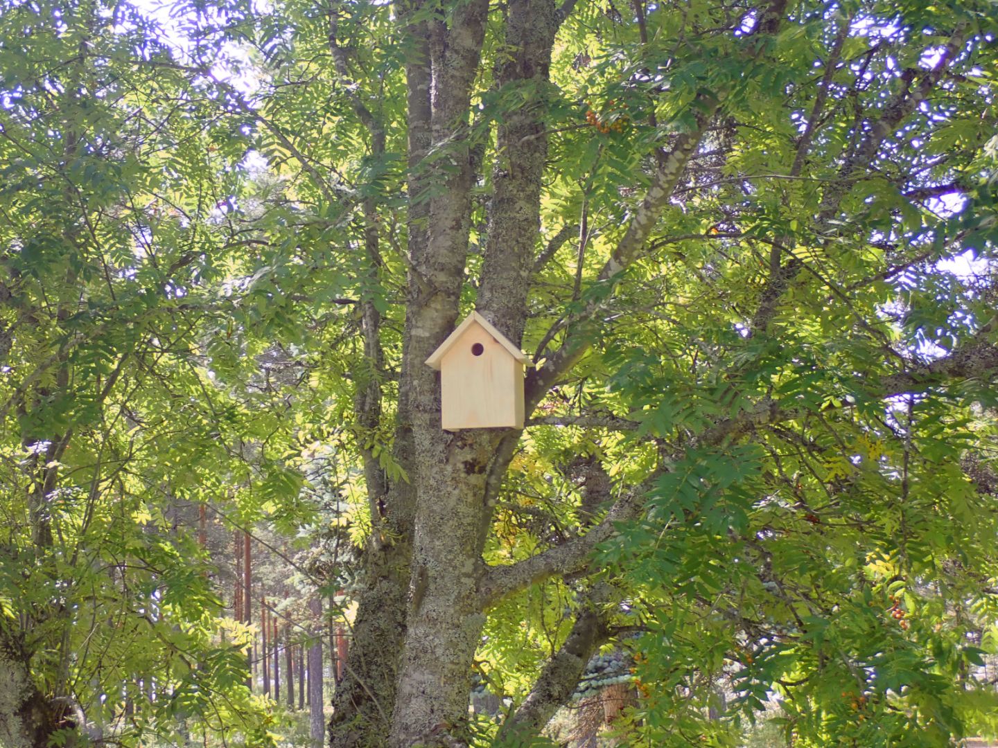 Birdhouse #2