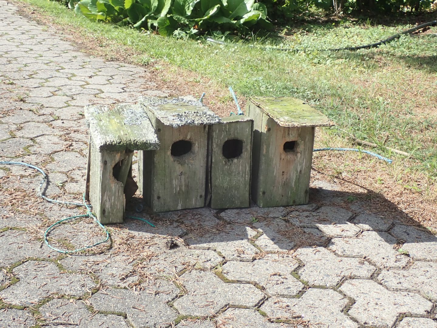 Old dilapidated birdhouses