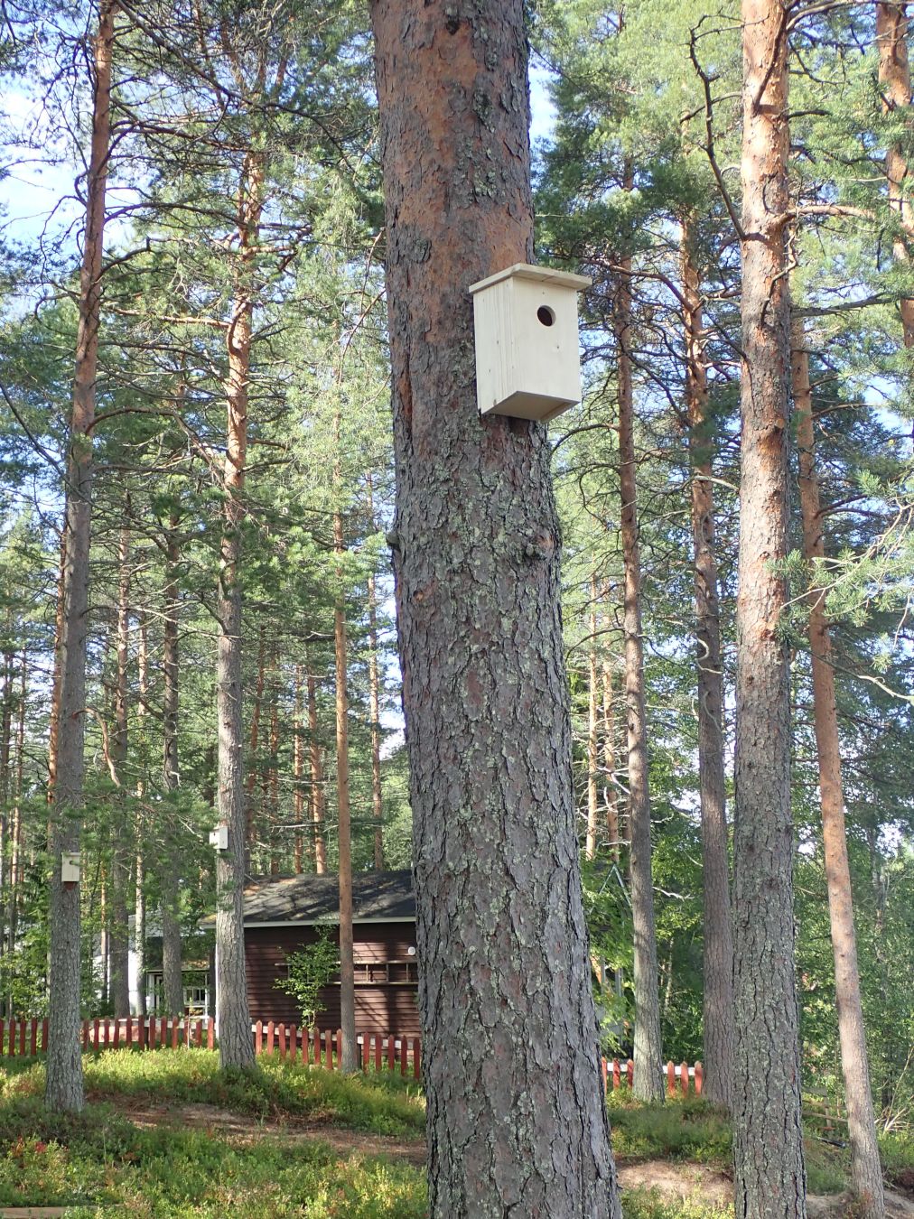 Birdhouse #5